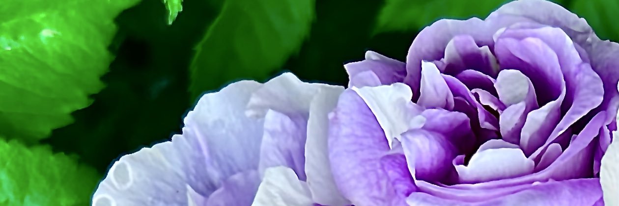 wtktakari's profile banner image