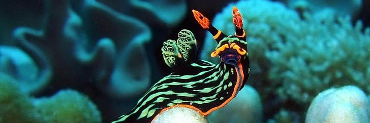 Royal Belgian Zoological Society banner