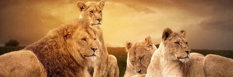 LeboMDiva's profile banner image