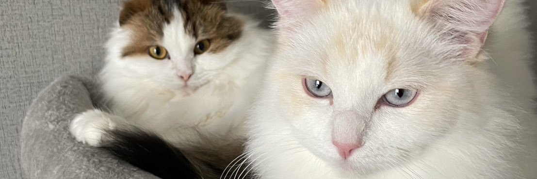 ディルとナッペ🐱ひとんちのねこ垢w banner