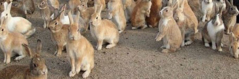 I Am Rabbit , Hear Me Roar banner