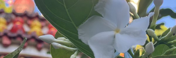 anlijuncn Profile Banner