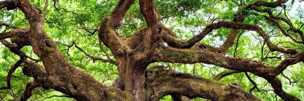 Sustainable Development Research Cluster banner