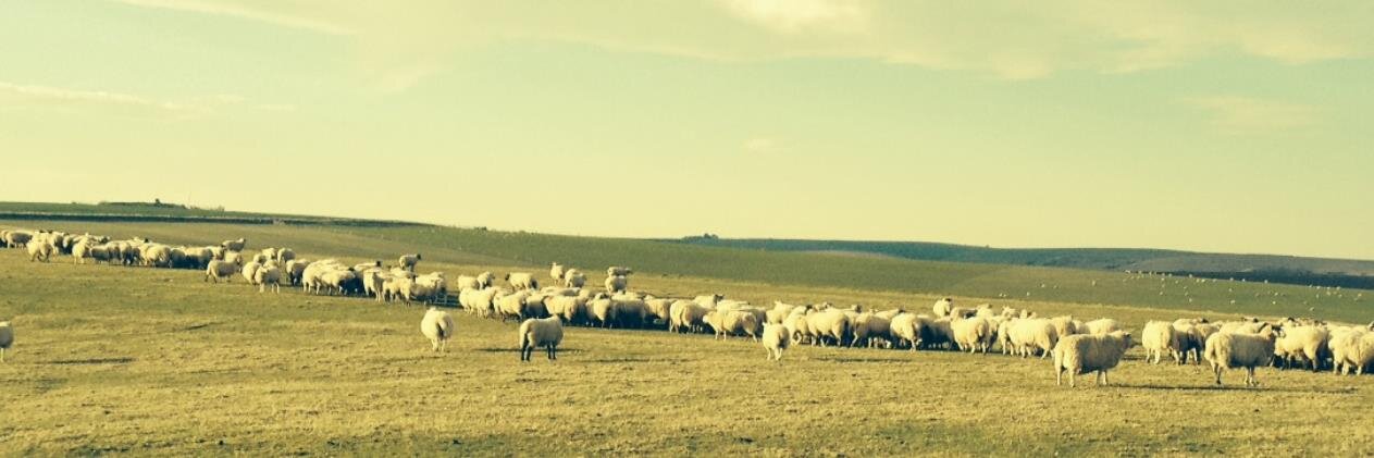 TelscombeTownCouncil banner