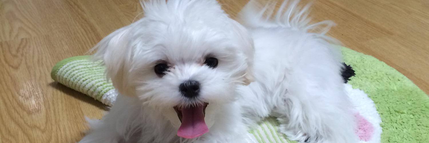 taitaiko's profile banner image