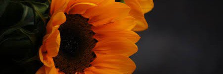 rosselsison's profile banner image