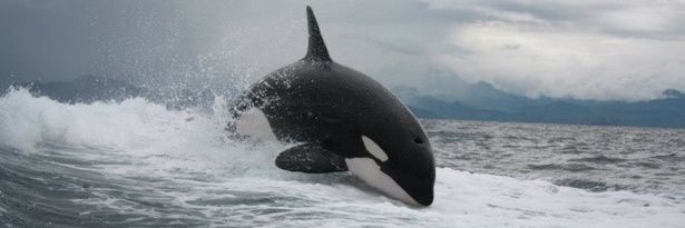 vladislavvv7's profile banner image