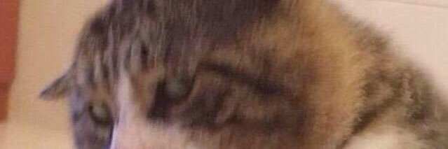 AbsurderM's profile banner image
