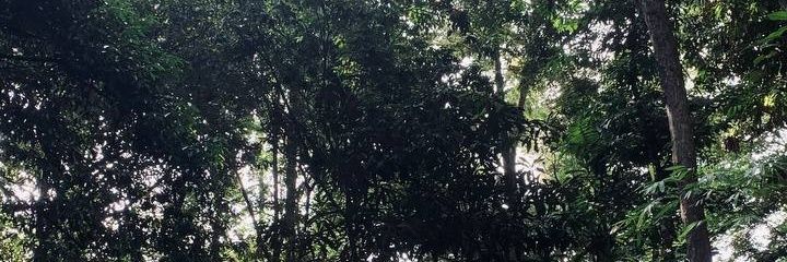 iyashra's profile banner image