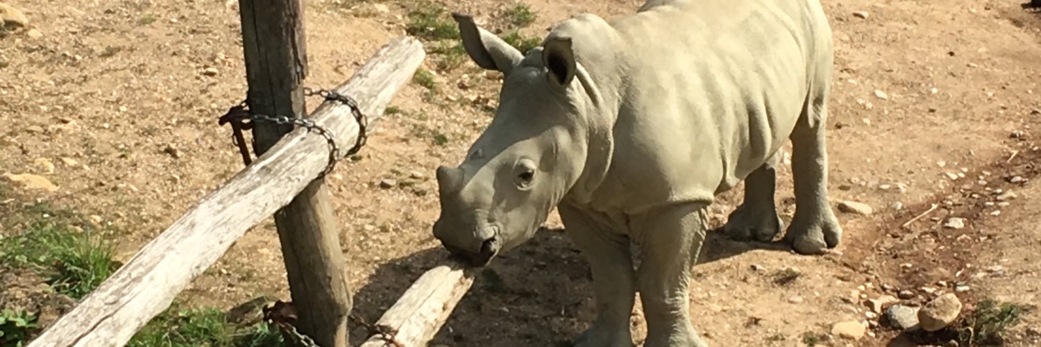 rhinointerview's profile banner image