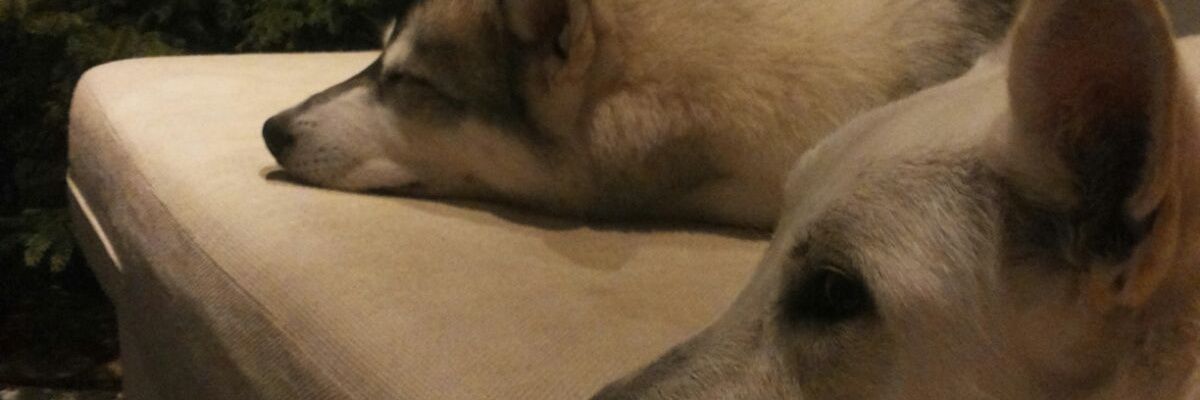 SamiMielo's profile banner image