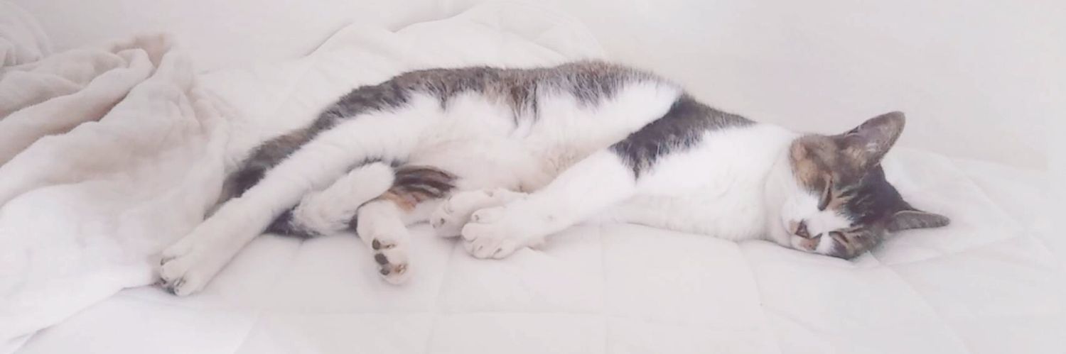 iku_siduki's profile banner image