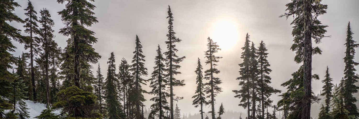 Ari | IWTV & TVC's banner