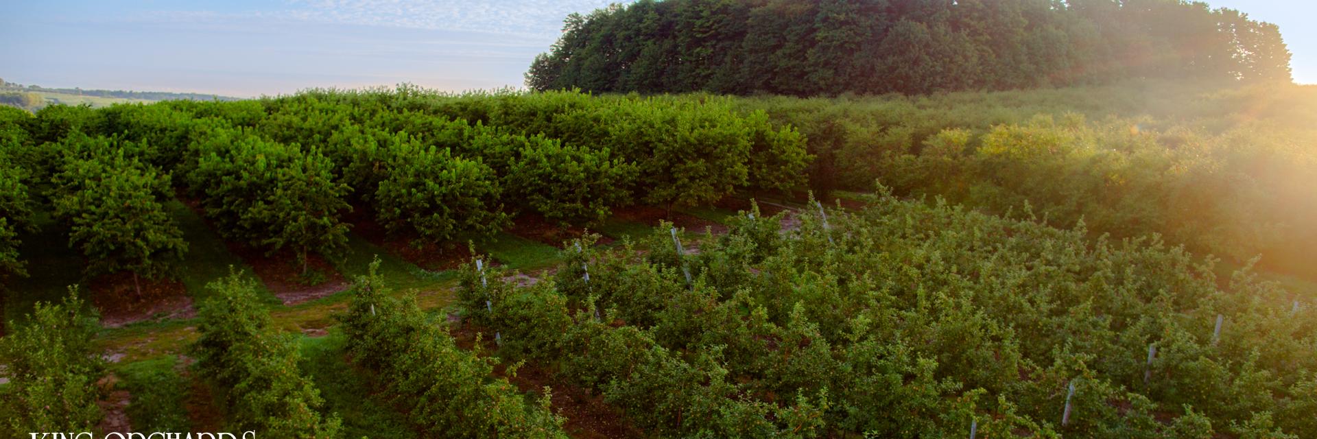 King Orchards banner