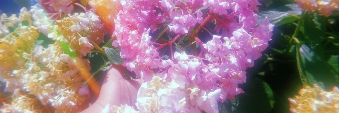 💖🌸HAIRY LATINA 🌸💖 banner