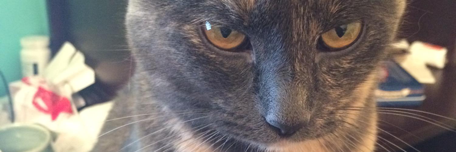 ROFLHogIII's profile banner image