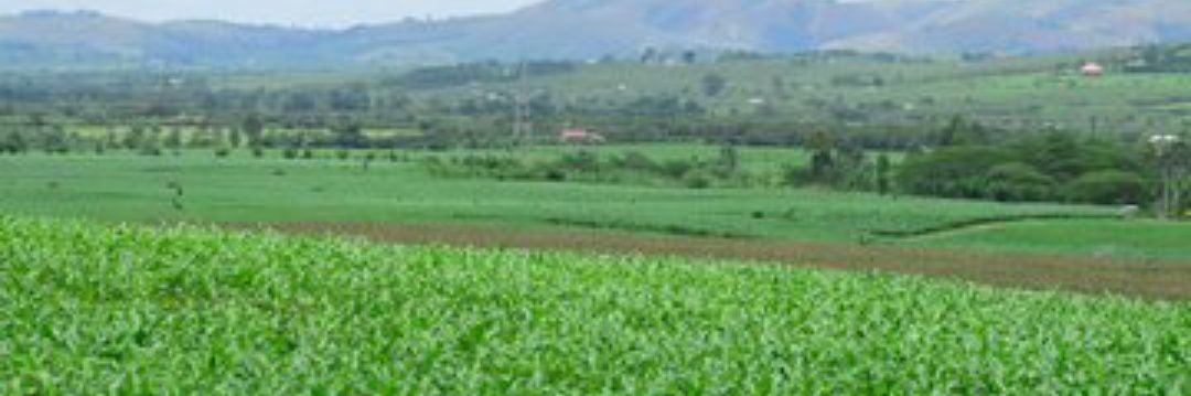 Pudence RUBINGISA banner