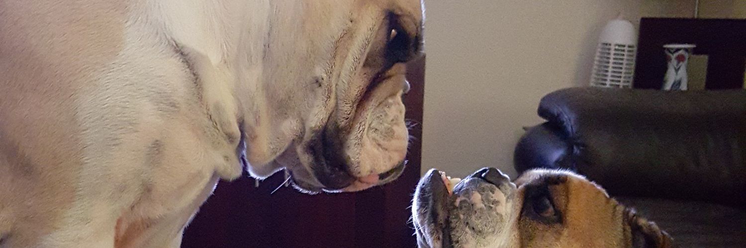 Steven Ingham 🙂 banner