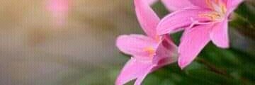 trjshia19's profile banner image