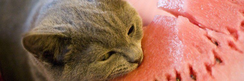 Meow_OSRS's profile banner image