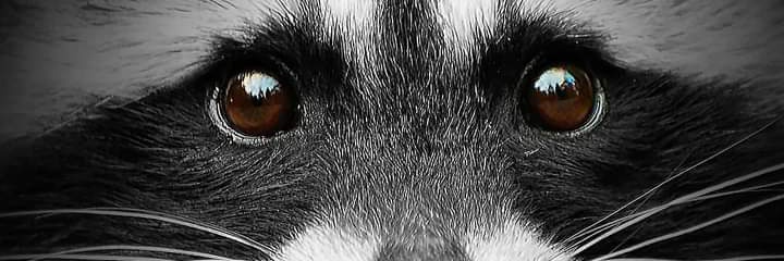 Deliecatessen's profile banner image
