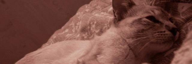 andreichv's profile banner image