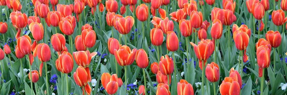 Nancy W Carroll banner