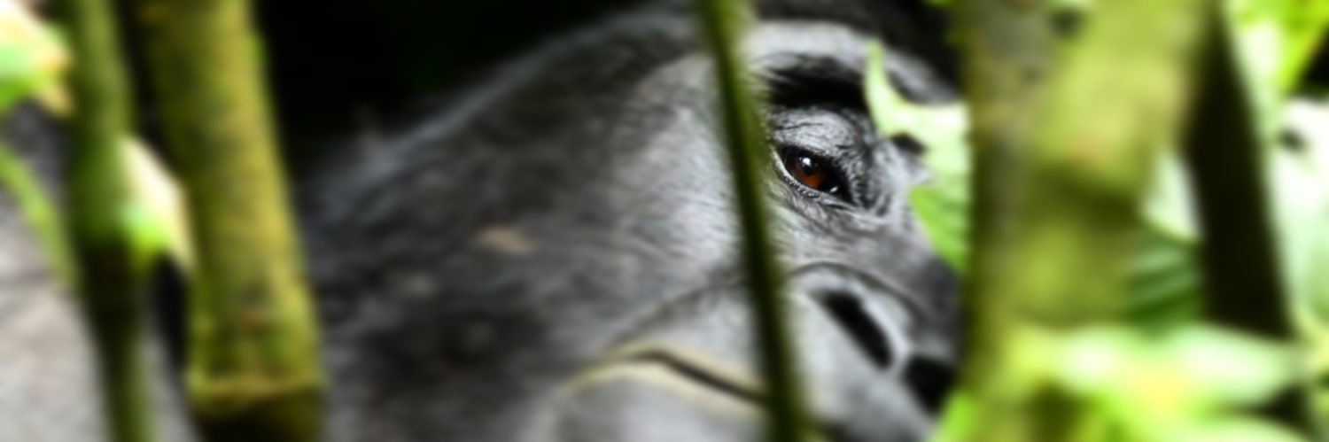 AnimalesInvisibles banner