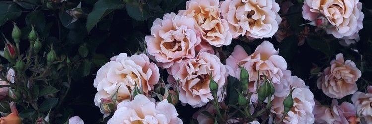 kowlmay's profile banner image