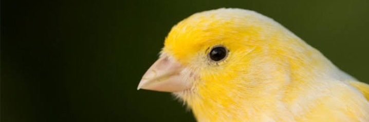 ehveniser41's profile banner image