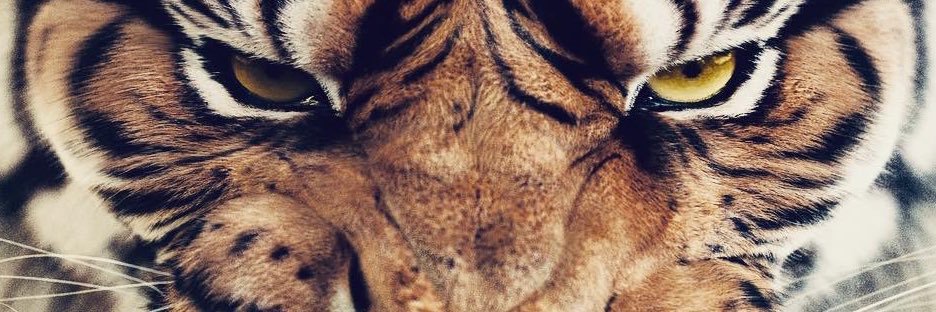 massimorighi's profile banner image