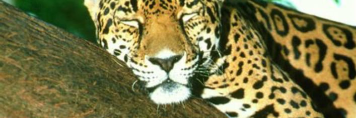 Prince J 🐈 banner