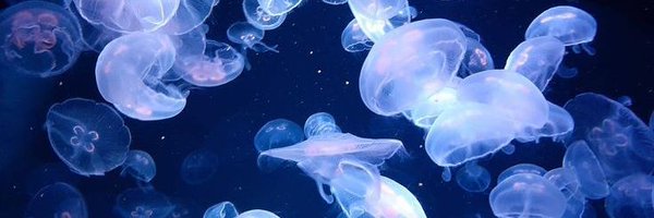 kednewt_ Profile Banner