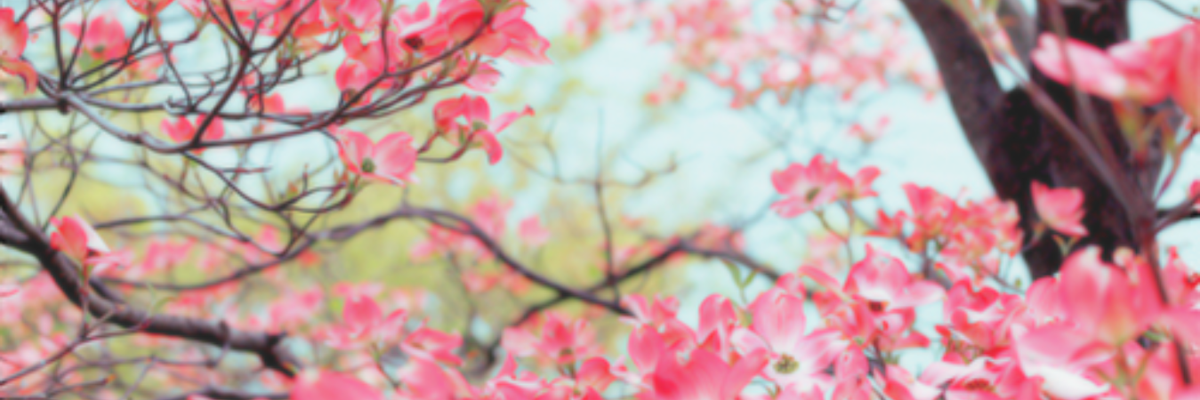 DalilaeMarcio's profile banner image