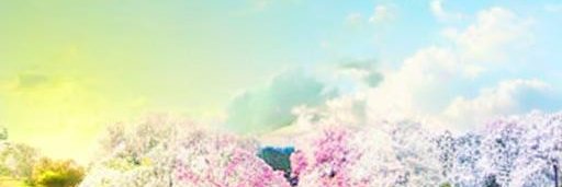 TheCopyTraderM's profile banner image