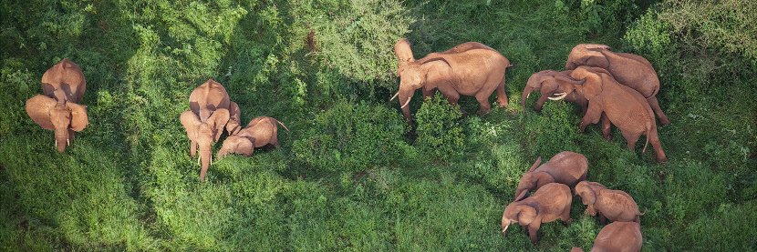 Stop Ivory banner