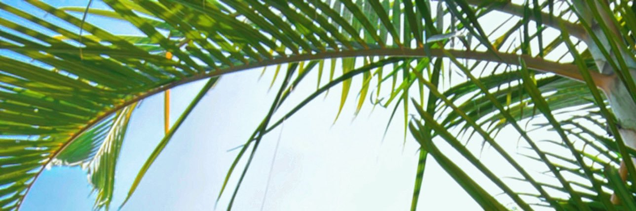 PaooFlrs's profile banner image