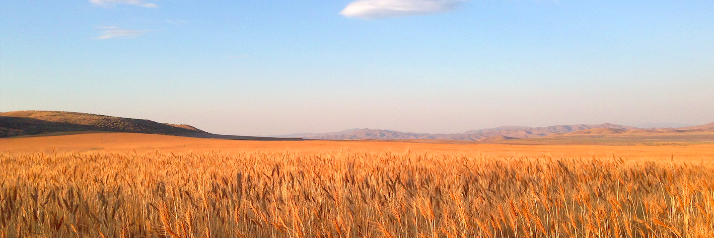CentralMilling's profile banner image
