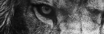 WouterBooister's profile banner image
