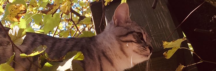 Voolf75's profile banner image
