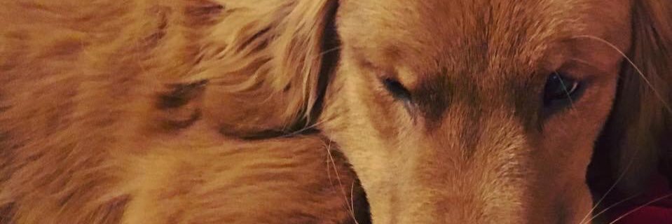 mschultz76's profile banner image