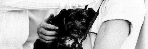 DogTotodog's profile banner image