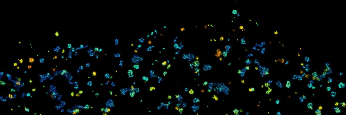 Metello Innocenti banner