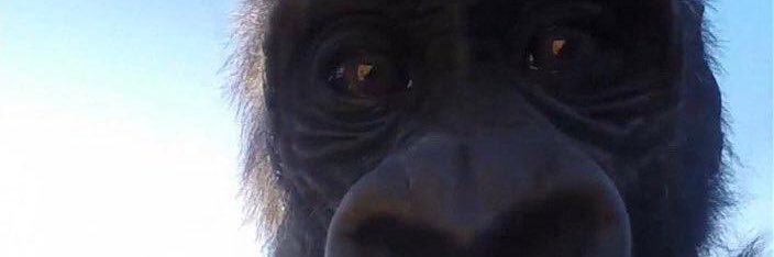 shoyito_'s profile banner image