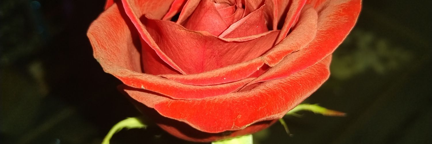 τħαℓყAɳ Gɾҽყ Pυɾɾɾƙιɳʂ ʚïɞ ✿ ♪ banner