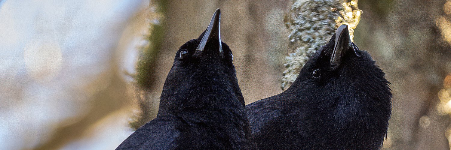 Zero State Reflex banner