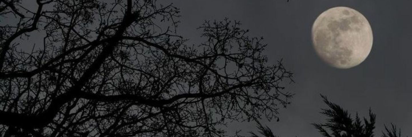 A Jackin' Jackal banner