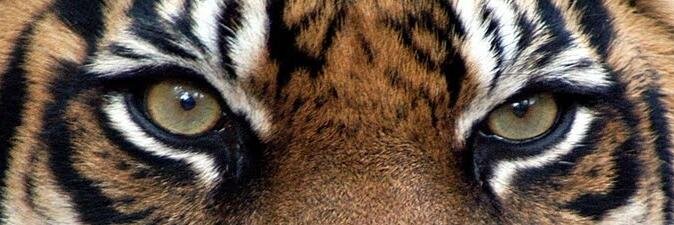 … banner