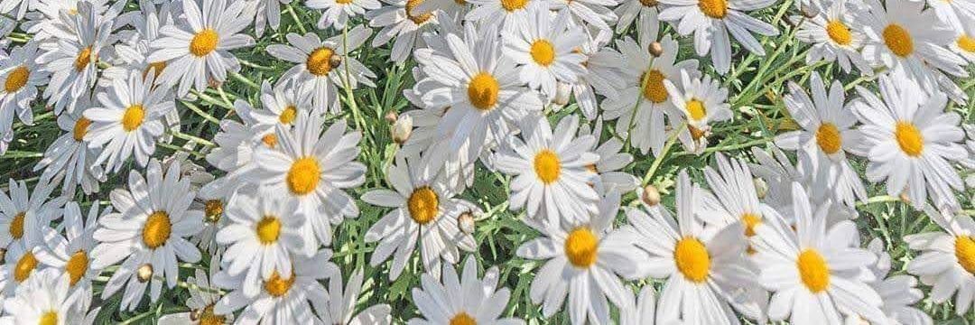 Tamii891's profile banner image