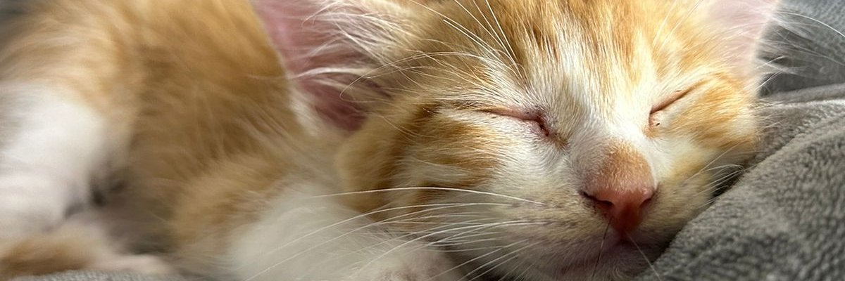 srbonel's profile banner image